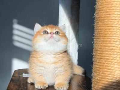 HTX Daemon Munchkin Golden Shaded Short Legs - Munchkin - Gallery Photo #1