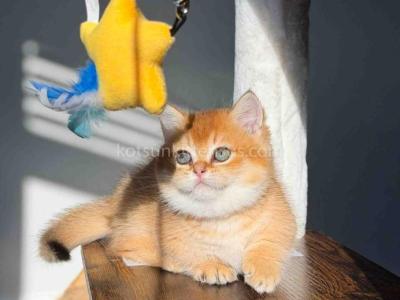 HTX Daemon Munchkin Golden Shaded Short Legs - Munchkin - Gallery Photo #1