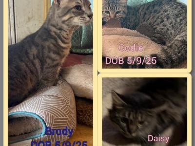 Genetta Bengal And Munchkin Cross - Bengal - Gallery Photo #1