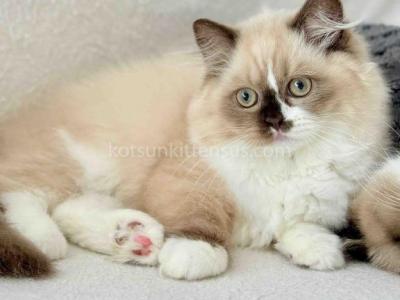 HTX Lisa Rare Chocolate Tortie Mink Bicolor Girl - Scottish Straight - Gallery Photo #1