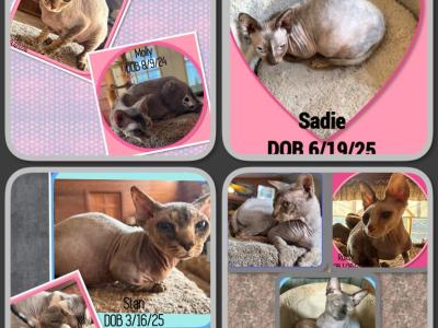 Shane &  Roxsy & Smokie - Sphynx - Gallery Photo #1