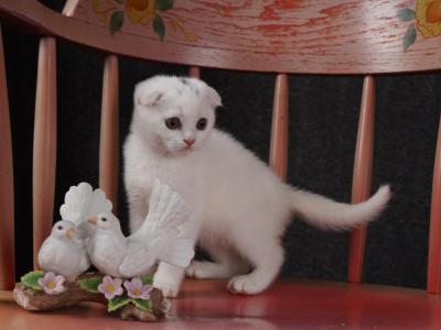 Bonnie - Scottish Fold - Gallery Photo #1