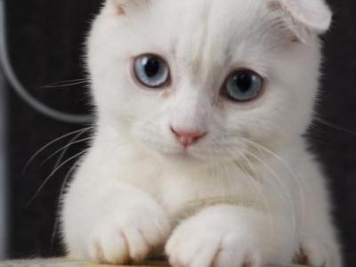 Bonnie - Scottish Fold - Gallery Photo #1