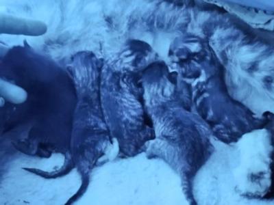 Harley Litter - Oriental - Gallery Photo #1