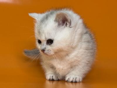 Zur Silver Shaded Munchkin Standard Short Segs - Munchkin - Gallery Photo #1