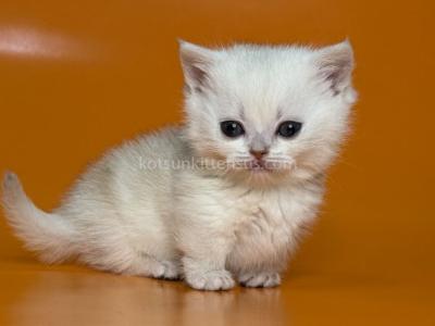 Zynar Silver Shaded Munchkin Standard Short Segs - Munchkin - Gallery Photo #1