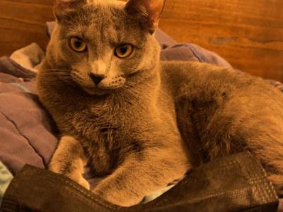 Luna - Russian Blue - Gallery Photo #1
