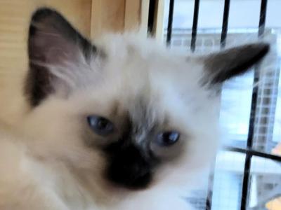Mr Magoo - Balinese - Gallery Photo #1