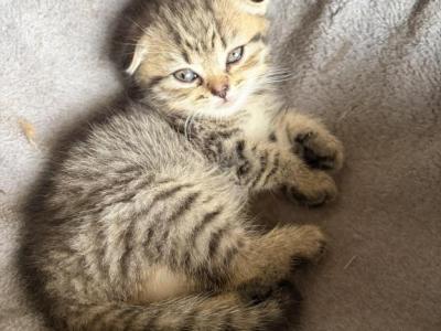 Lariki - Scottish Fold - Gallery Photo #1