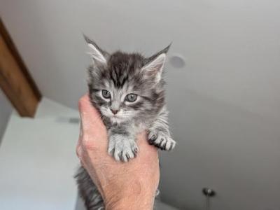 Pepper - Maine Coon - Gallery Photo #1