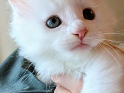 Ice - Maine Coon - Gallery Photo #1