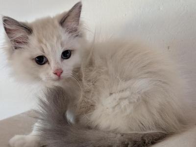 Ragdolls - Ragdoll - Gallery Photo #1
