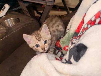 BFF Bengals - Bengal - Gallery Photo #1