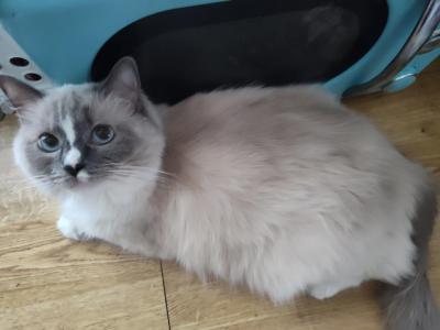 Ravioli's Kittens - Ragdoll - Gallery Photo #1