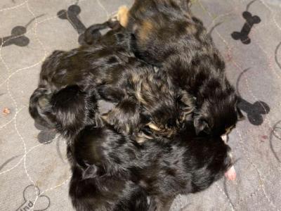 Space Litter - Maine Coon - Gallery Photo #1