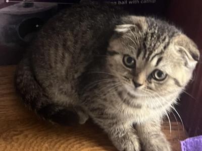Charlie Bear - Scottish Fold - Gallery Photo #1