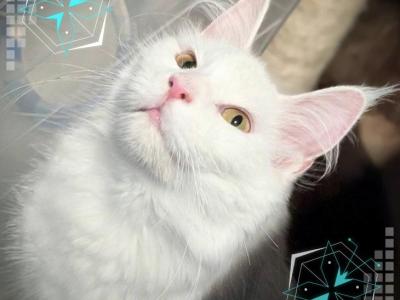 Peach EmotionalSupport - Maine Coon - Gallery Photo #1