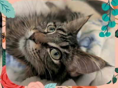Daffodil Polydactyl - Maine Coon - Gallery Photo #1