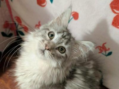 Faith - Maine Coon - Gallery Photo #1