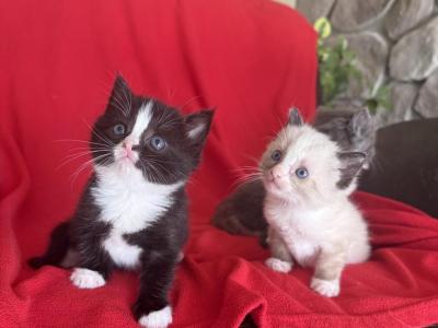 Ragdoll Russian Blue - Russian Blue - Gallery Photo #1