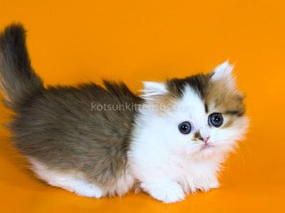 Yomar Golden Bicolor Minuet Munchkin Short Legs - Munchkin - Gallery Photo #1