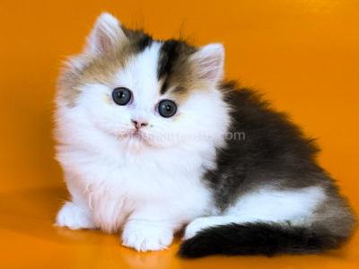 Yestin Golden Bicolor Minuet Munchkin Short Legs - Munchkin - Gallery Photo #1