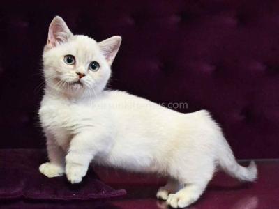 White Angel Rafaela Blue Eyed Munchkin Short Legs - Munchkin - Gallery Photo #1