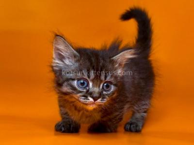Jamper Tiny Munchkin Short Legs Black Tabby - Munchkin - Gallery Photo #1