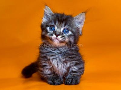 Junoz Tiny Munchkin Short Legs Black Tabby - Munchkin - Gallery Photo #1