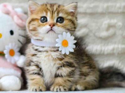 Eliana Chunky Tiger Munchkin Short Legs Golden - Munchkin - Gallery Photo #1