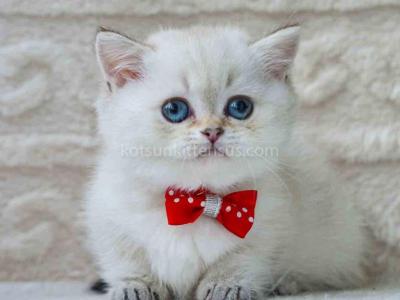 Elvis White Angel Munchkin Short Legs W Blue Eyes - Munchkin - Gallery Photo #1