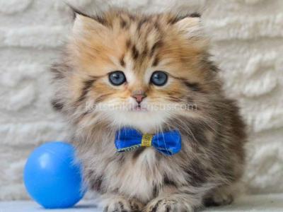 Davis Golden Tiger Minuet Munchkin Short Legs - Munchkin - Gallery Photo #1