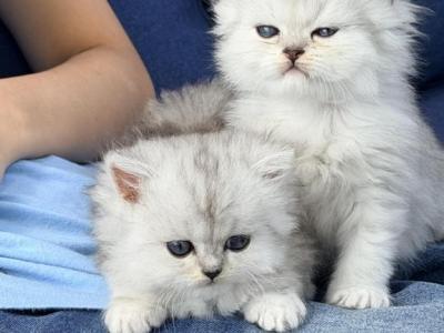 Mini - Persian - Gallery Photo #1