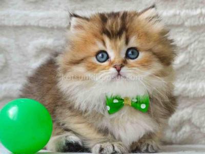 Dante Golden Ticked Minuet Munchkin Short Legs - Munchkin - Gallery Photo #1