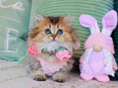 Jasmine Munchkin Minuet Golden Chinchilla Longhair - Munchkin - Gallery Photo #1