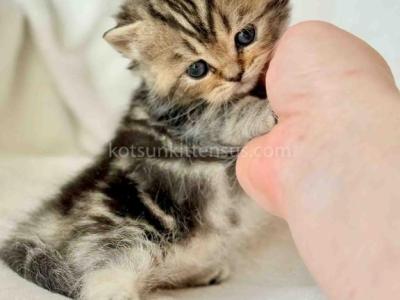 Umi Tiny Classic Tabby Short Legs Munchkin Baby - Munchkin - Gallery Photo #1