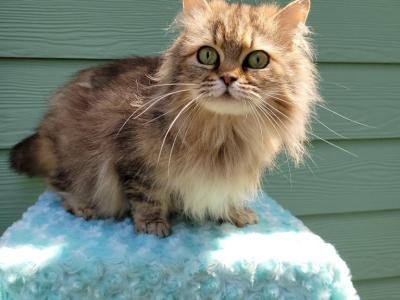 Kiki - Ragamuffin - Gallery Photo #1