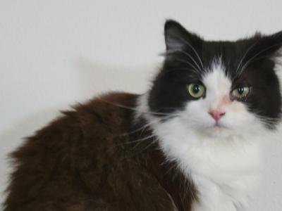 Sylvester - Ragamuffin - Gallery Photo #1