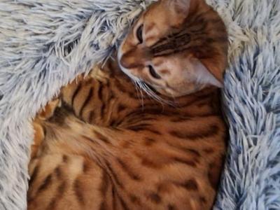 Cleo - Bengal - Gallery Photo #1