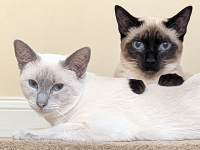 Available For Deposit - Siamese - Gallery Photo #1