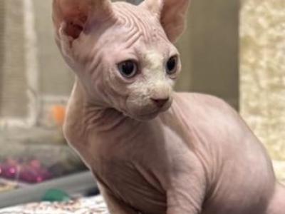 Litter Lila April 5 - Sphynx - Gallery Photo #1
