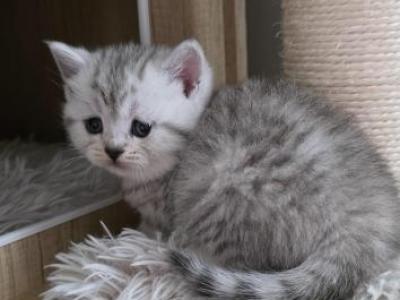 Nala - Scottish Straight - Gallery Photo #1