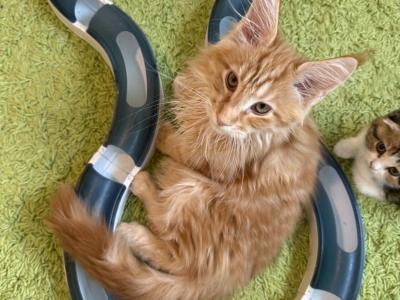 Orange Main Coon Male - Maine Coon - Gallery Photo #1
