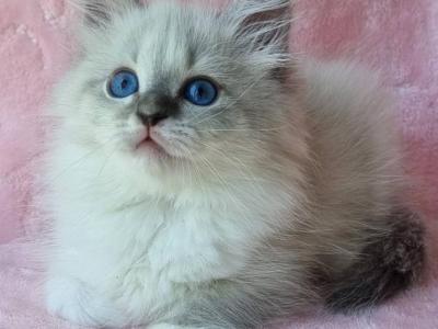 Yvette - Siberian - Gallery Photo #1