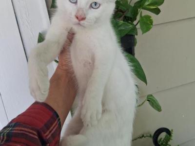 Maine Coon Highland Lynx - Maine Coon - Gallery Photo #1