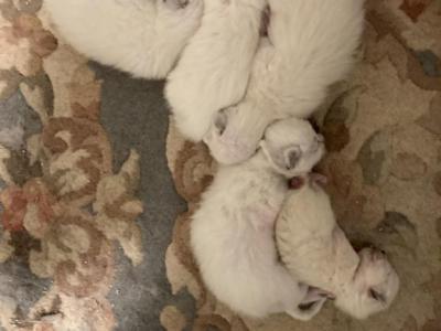 Siamese Kittens - Siamese - Gallery Photo #1