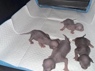 Platinum Hairless Sphynx Kitten - Sphynx - Gallery Photo #1