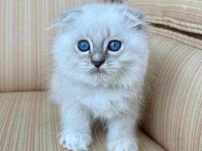Scottish Fold Male Color Point - Scottish Fold - Gallery Photo #1