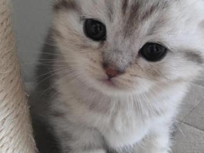 Bella - Scottish Fold - Gallery Photo #1