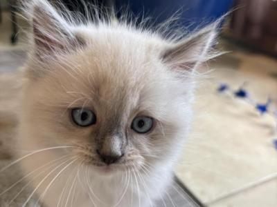 Summer Ragdoll Kittens Litter Ad - Ragdoll - Gallery Photo #1